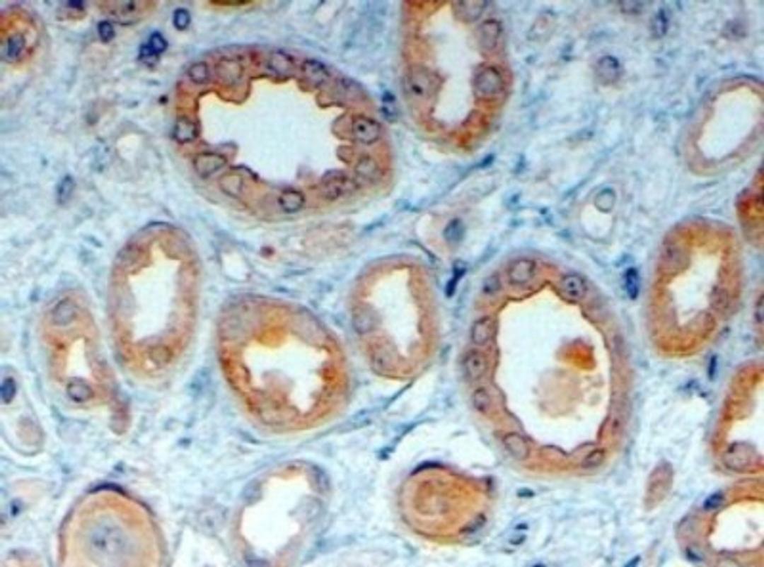 Immunohistochemistry-Paraffin: LRP6 Antibody [NB100-1475] - IHC analysis of paraffin embedded Human Kidney using this antibody at 4ug/ml. Steamed antigen retrieval with citrate buffer pH 6, HRP-staining.