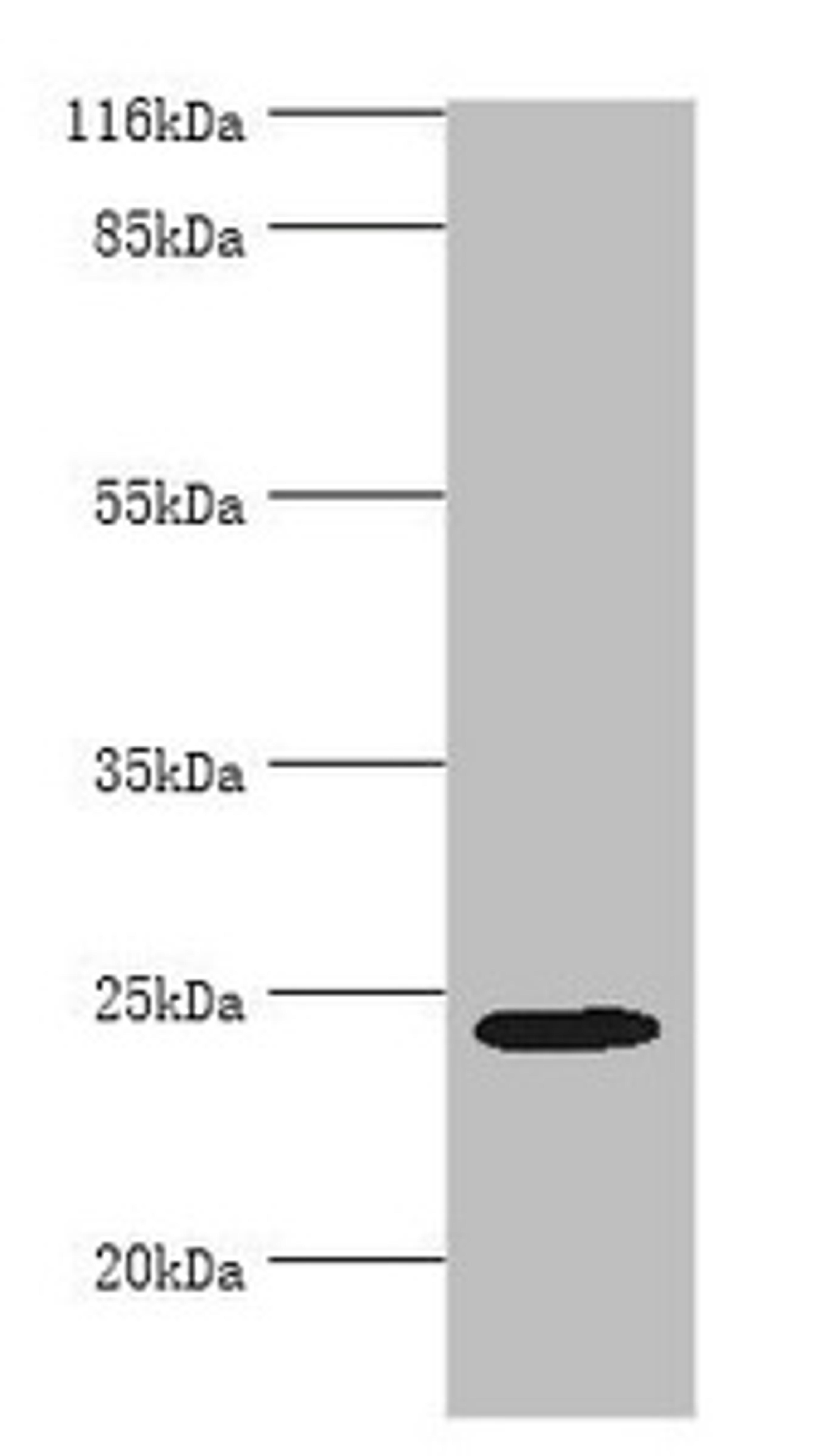 Western blot. All lanes: MIS12 antibody at 2ug/ml + Hela whole cell lysate. Secondary. Goat polyclonal to rabbit IgG at 1/10000 dilution. Predicted band size: 25 kDa. Observed band size: 25 kDa. 