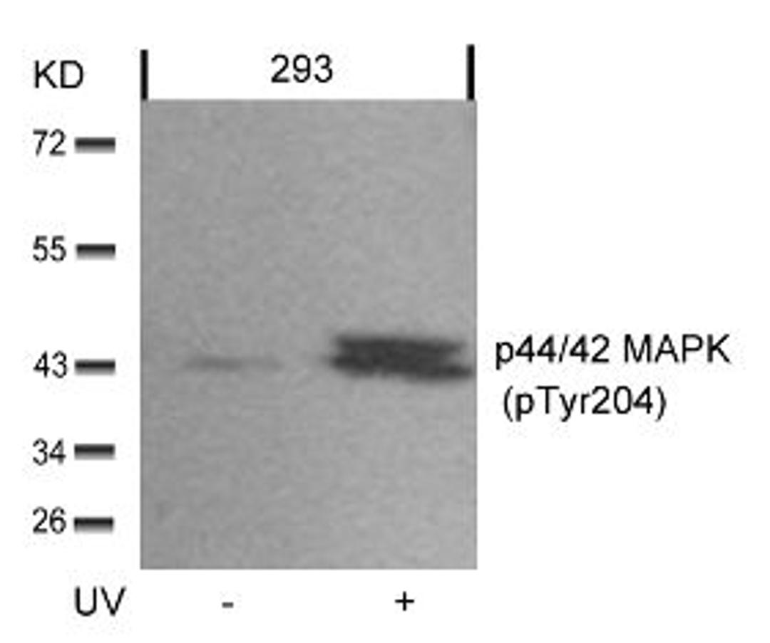 Western blot analysis of lysed extracts from 293 cells untreated or treated with UV using p44/42 MAP Kinase (Phospho-Tyr204).