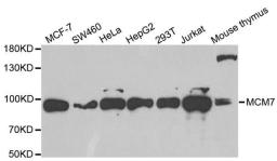 Western blot analysis of extracts of various cell lines using MCM7 antibody