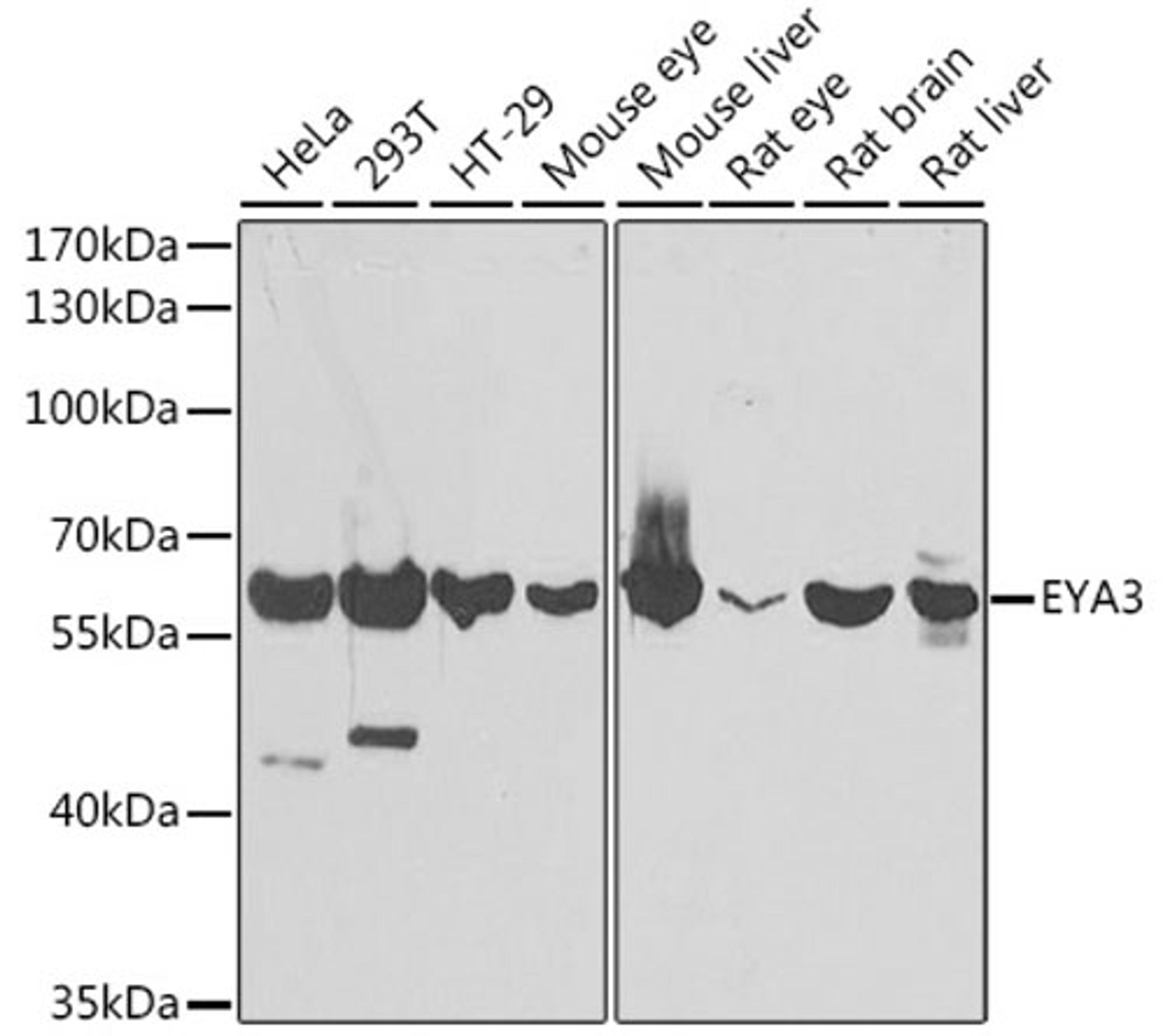 Western blot - EYA3 antibody (A7893)