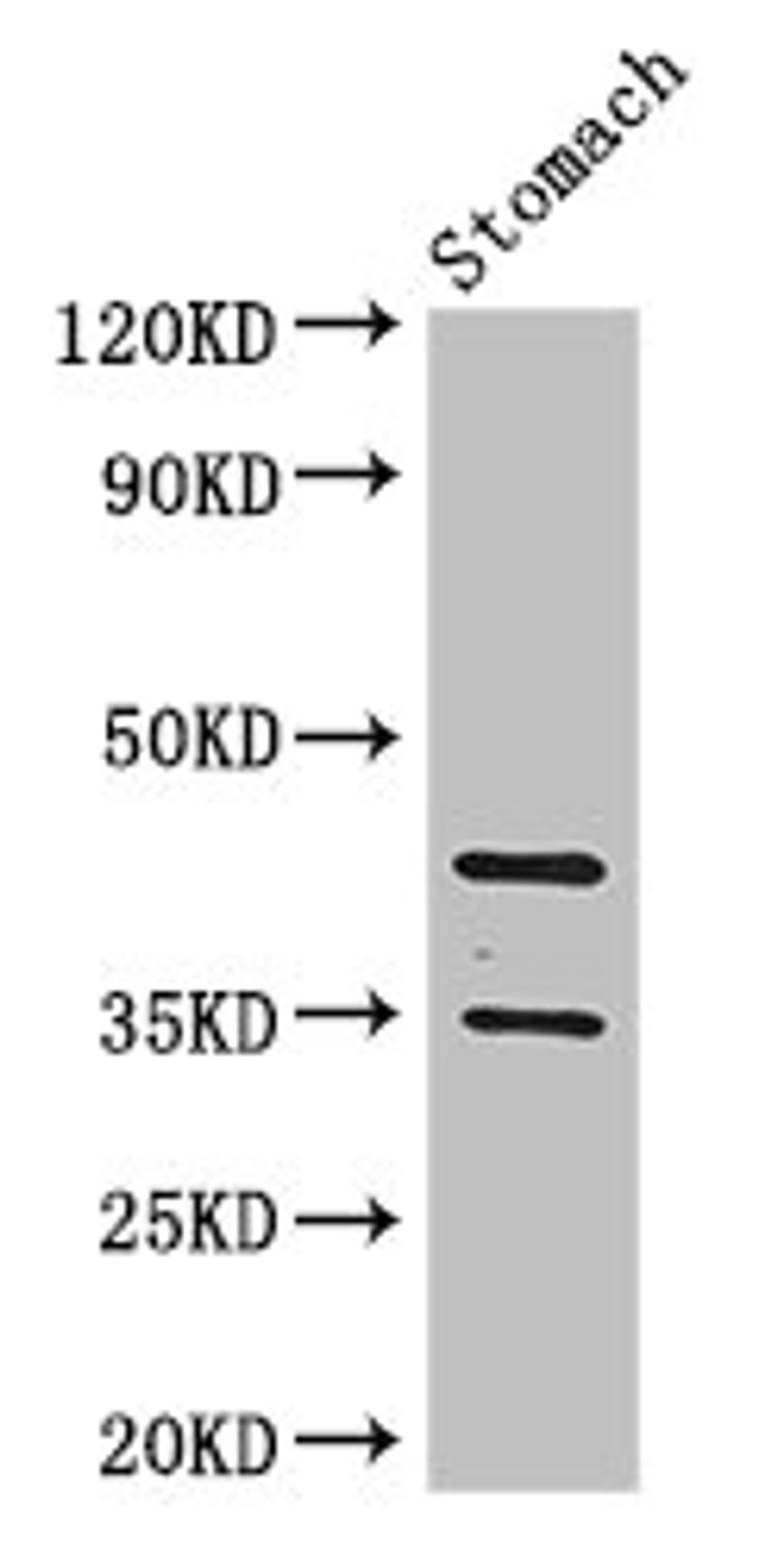 Western Blot. Positive WB detected in: Mouse stomach tissue. All lanes: PGC antibody at 3.4µg/ml. Secondary. Goat polyclonal to rabbit IgG at 1/50000 dilution. Predicted band size: 43, 35 kDa. Observed band size: 43, 35 kDa
