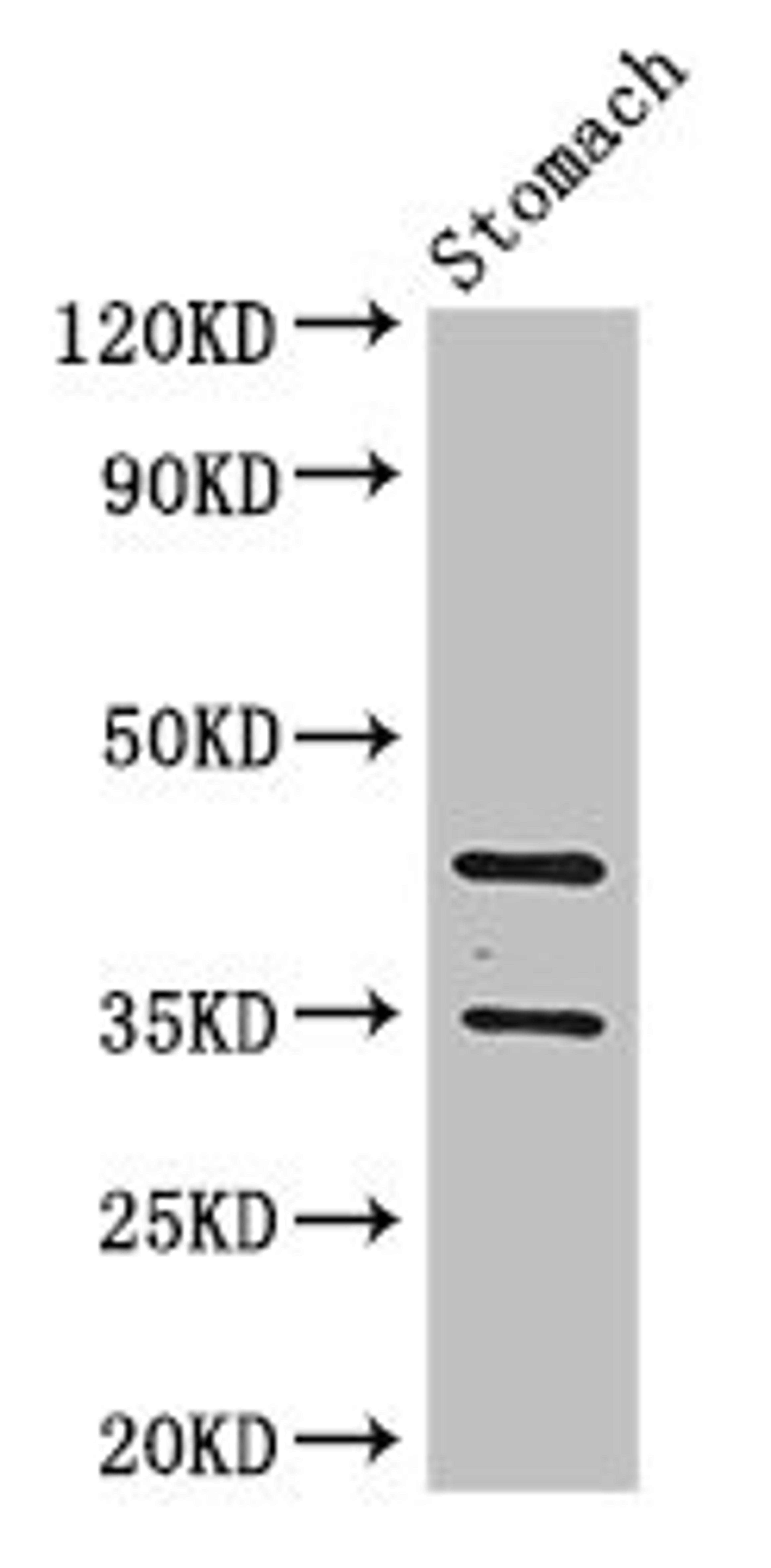 Western Blot. Positive WB detected in: Mouse stomach tissue. All lanes: PGC antibody at 3.4µg/ml. Secondary. Goat polyclonal to rabbit IgG at 1/50000 dilution. Predicted band size: 43, 35 kDa. Observed band size: 43, 35 kDa