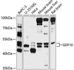 Western blot - GDF10 antibody (A10560)