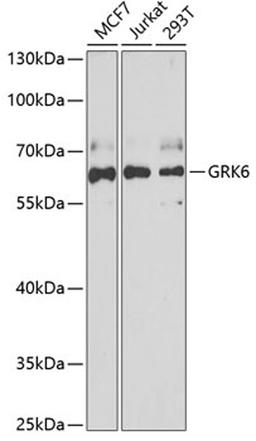 Western blot - GRK6 antibody (A6379)