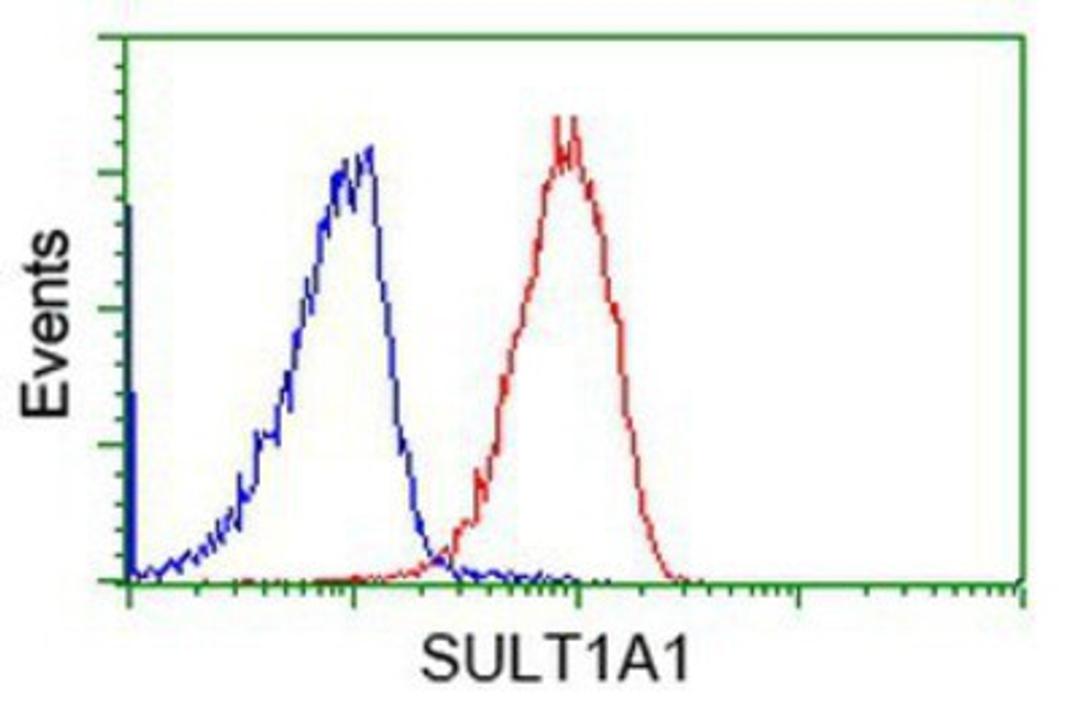 Flow Cytometry: SULT1A1 Antibody (9B7) [NBP2-03227] - Analysis of Jurkat cells, using anti-SULT1A1 antibody, (Red), compared to a nonspecific negative control antibody (Blue).