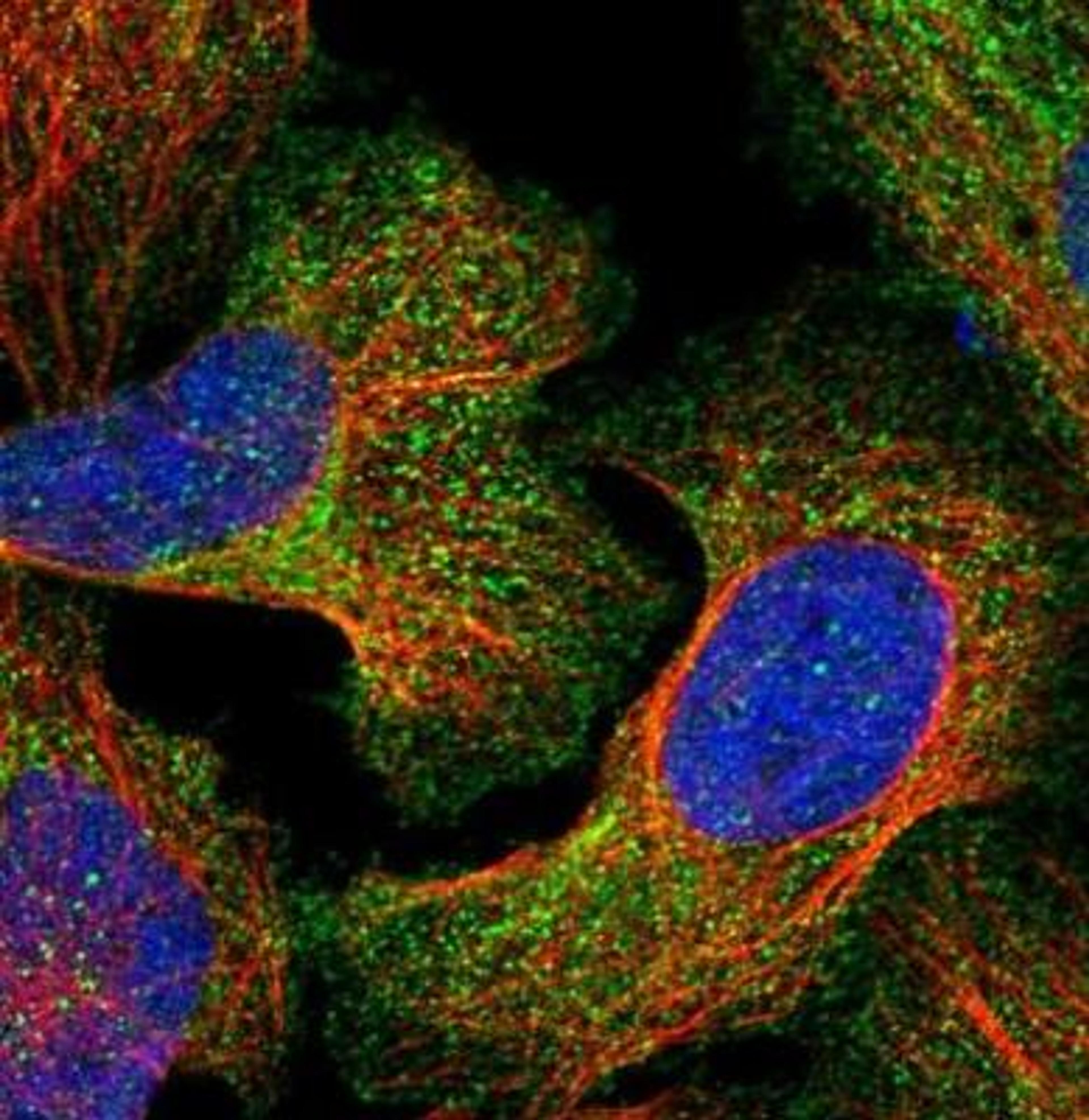 Immunocytochemistry/Immunofluorescence: Agrin Antibody [NBP1-90209] - Staining of human cell line U-2 OS shows positivity in plasma membrane & cytoplasm. Antibody staining is shown in green.