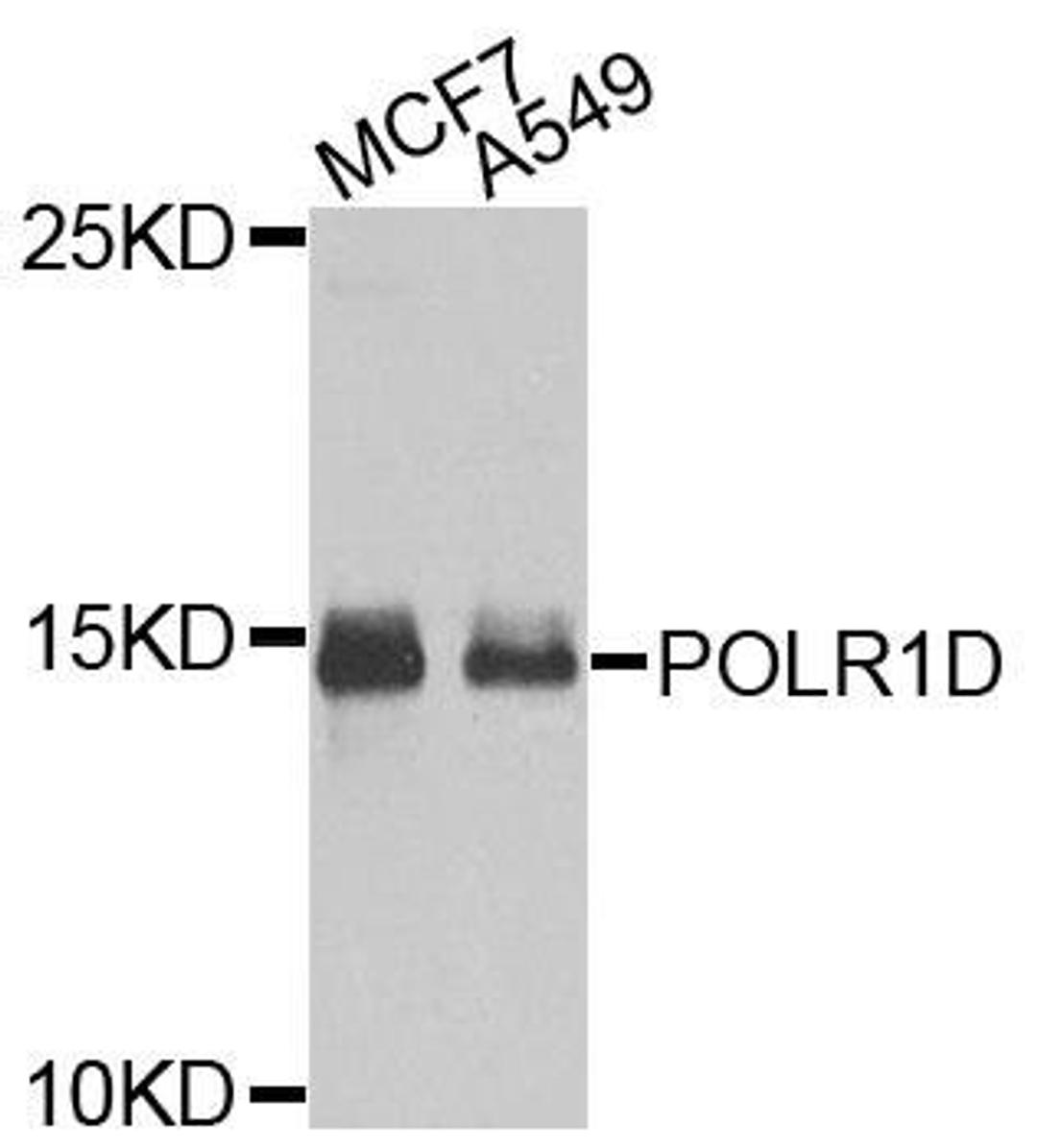 Western blot analysis of extracts of various cells using POLR1D antibody