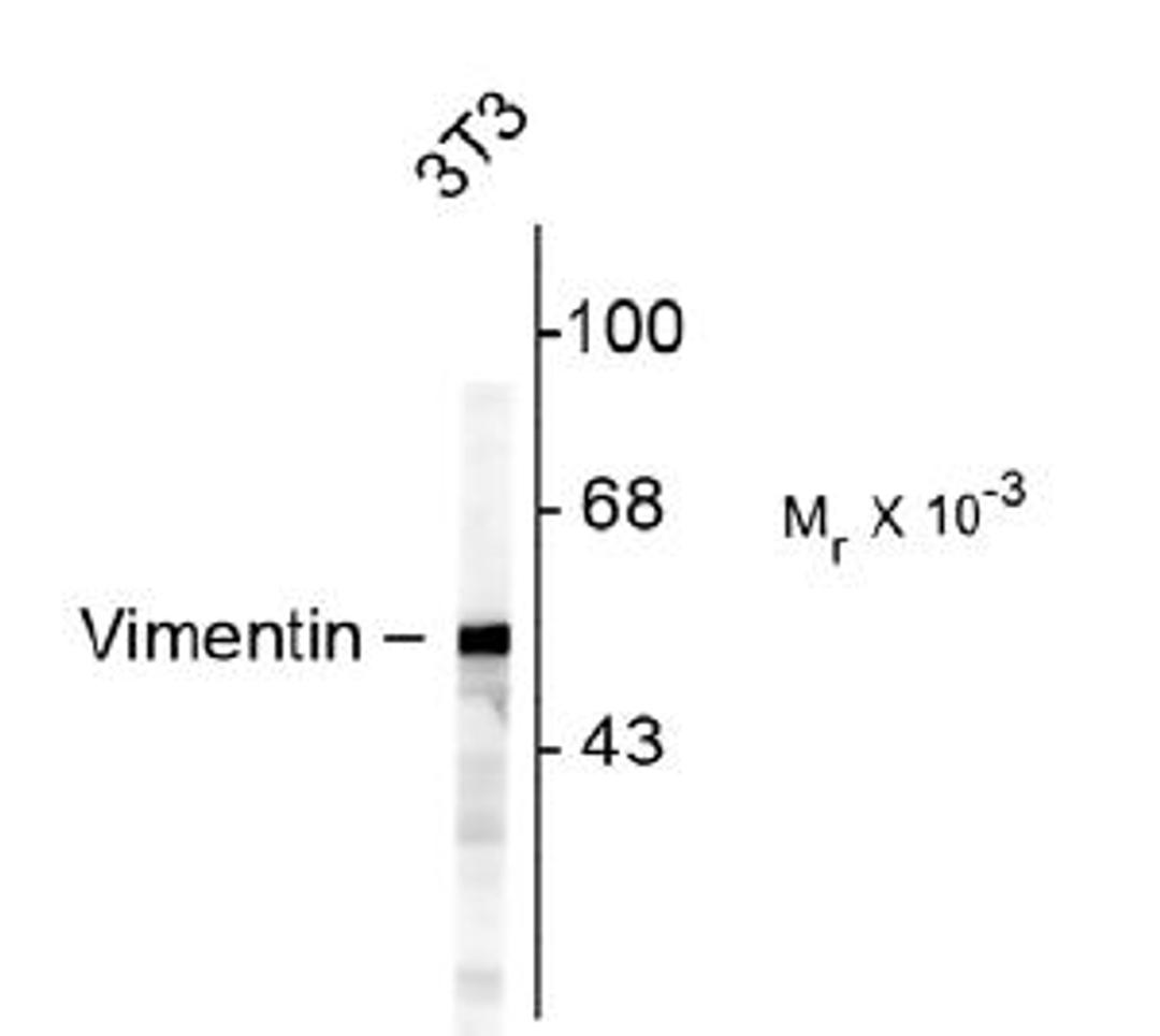 Western blot of NIH 3T3 cells showing specific immunolabeling of the ~50k Vimentin protein.<br><br><b>Below: </b>Mixed neuron/glial cultures stained with anti-Vimentin (green) and rabbit anti-GFAP antibody (red). Vimentin is expressed alone in fibroblasti