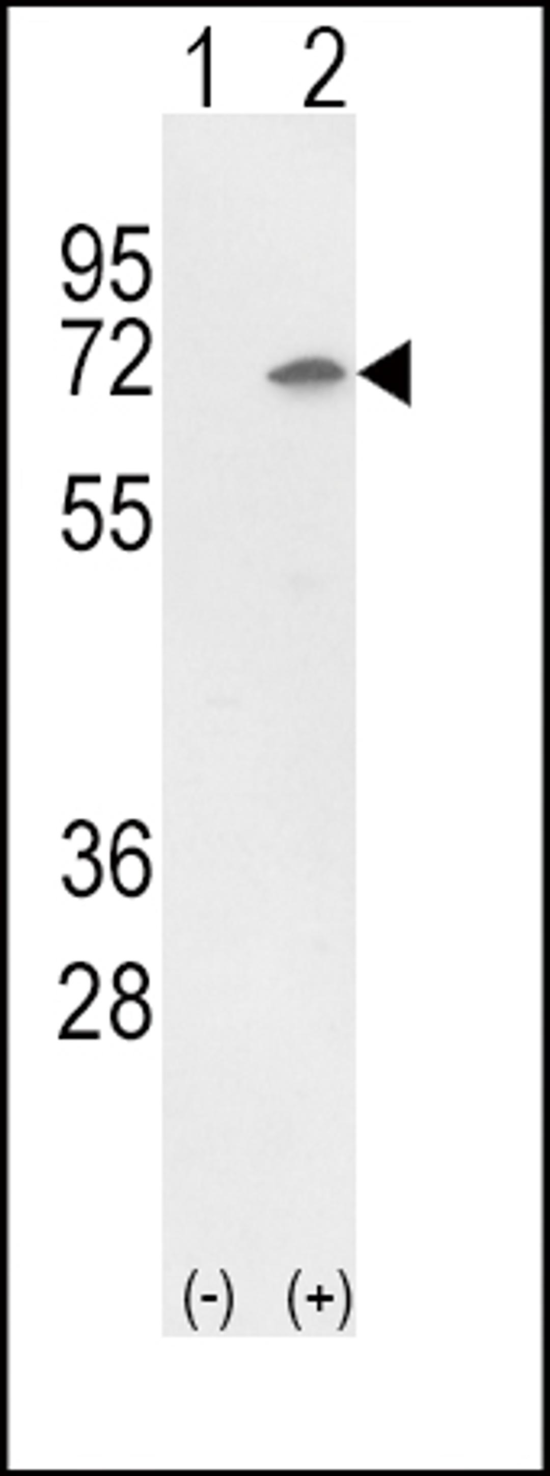 Western blot analysis of Ku70 using rabbit polyclonal Ku70 Antibody using 293 cell lysates (2 ug/lane) either nontransfected (Lane 1) or transiently transfected with the Ku70 gene (Lane 2).