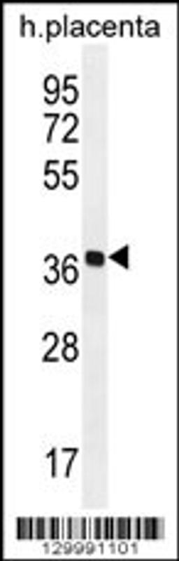 Western blot analysis in human placenta tissue lysates (35ug/lane).