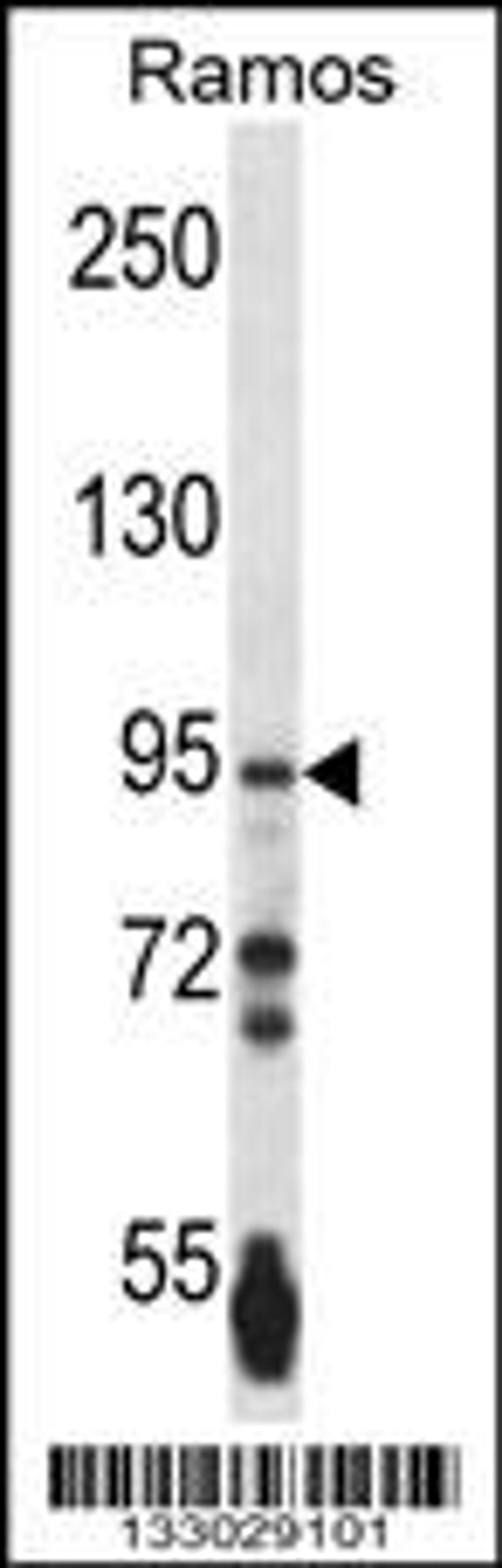 Western blot analysis in Ramos cell line lysates (35ug/lane).