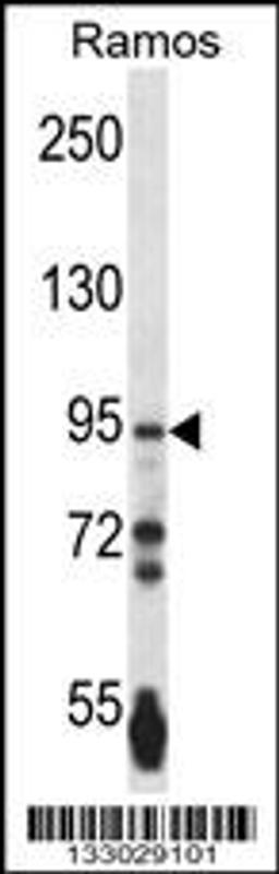 Western blot analysis in Ramos cell line lysates (35ug/lane).