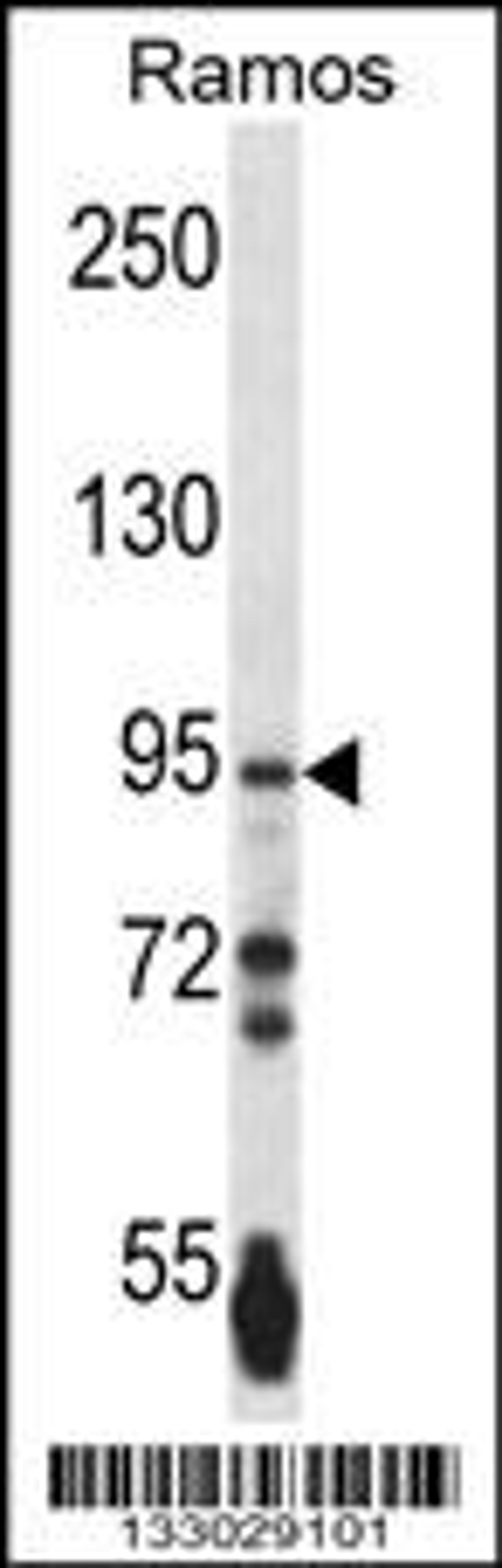 Western blot analysis in Ramos cell line lysates (35ug/lane).