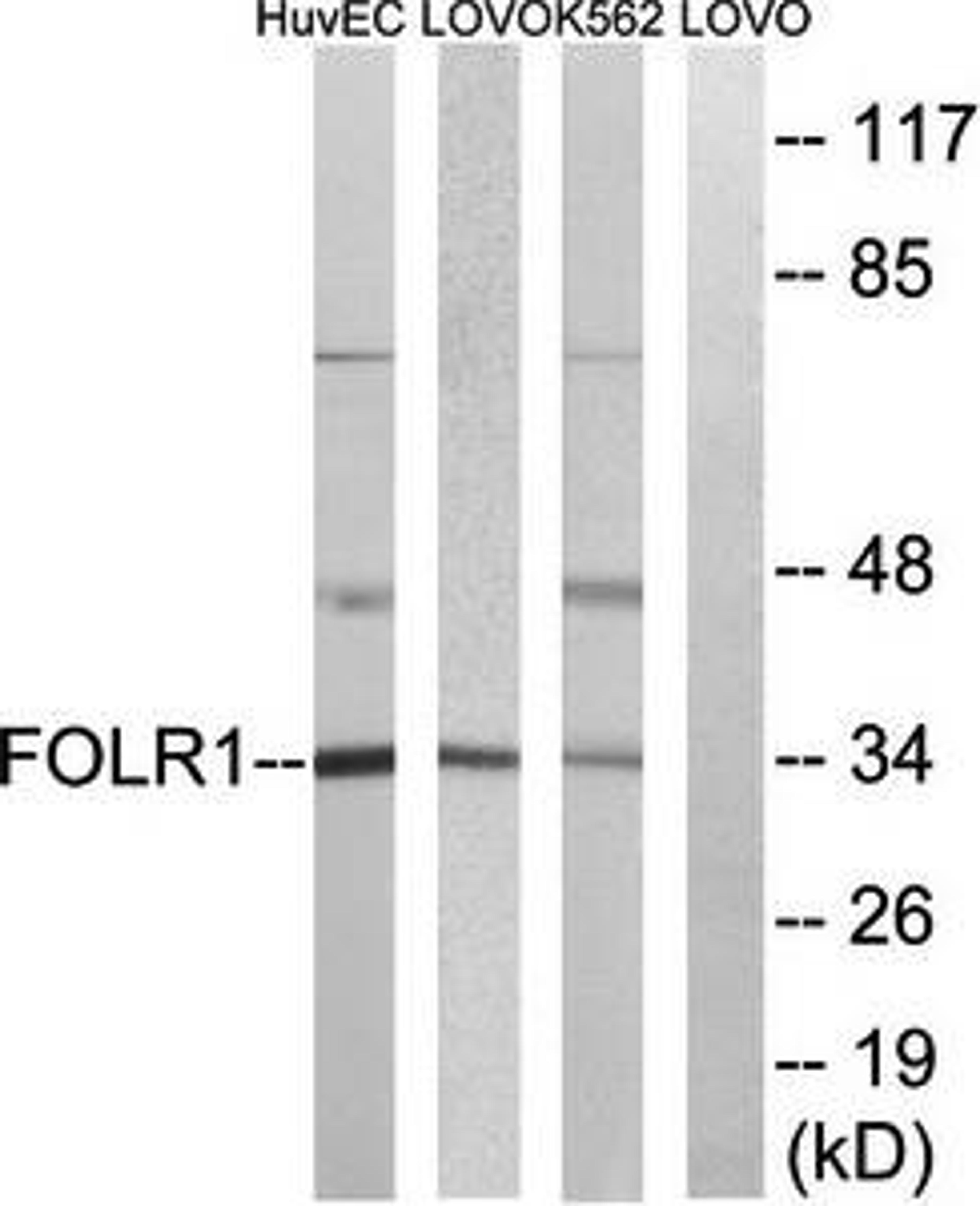 Western blot analysis of extracts from HUVEC cells, LOVO cells and K562 cells using FOLR1 antibody