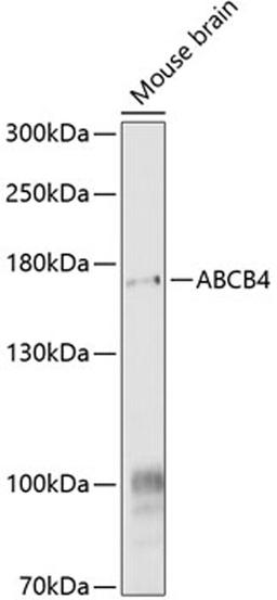 Western blot - ABCB4 antibody (A9835)