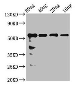 Western Blot. Positive WB detected in Recombinant protein. All lanes: rhoaa antibody at 2.4µg/ml. Secondary. Goat polyclonal to rabbit IgG at 1/50000 dilution. Predicted band size: 51 kDa. Observed band size: 56 kDa