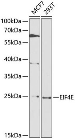 Western blot - EIF4E antibody (A0468)