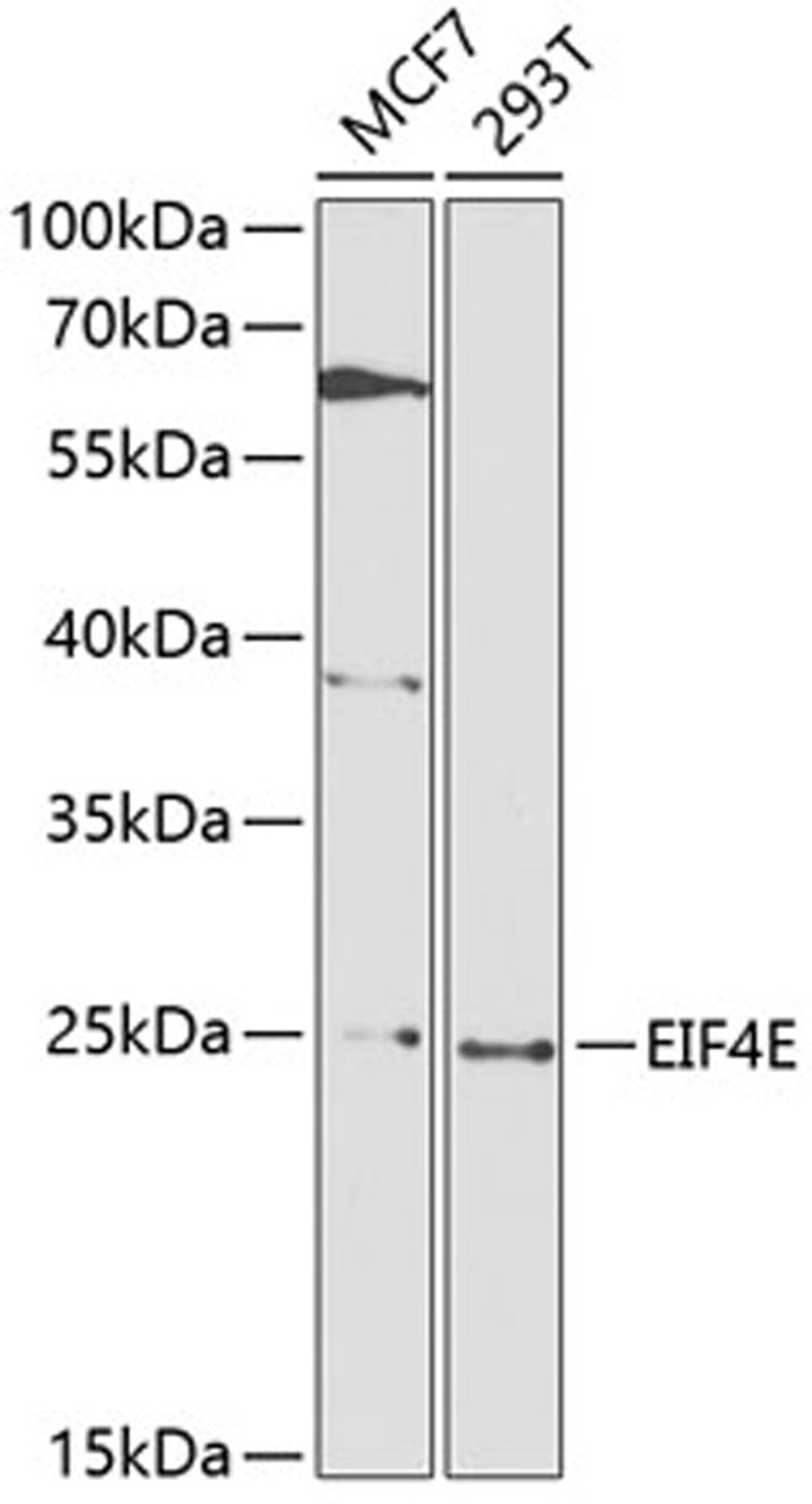 Western blot - EIF4E antibody (A0468)