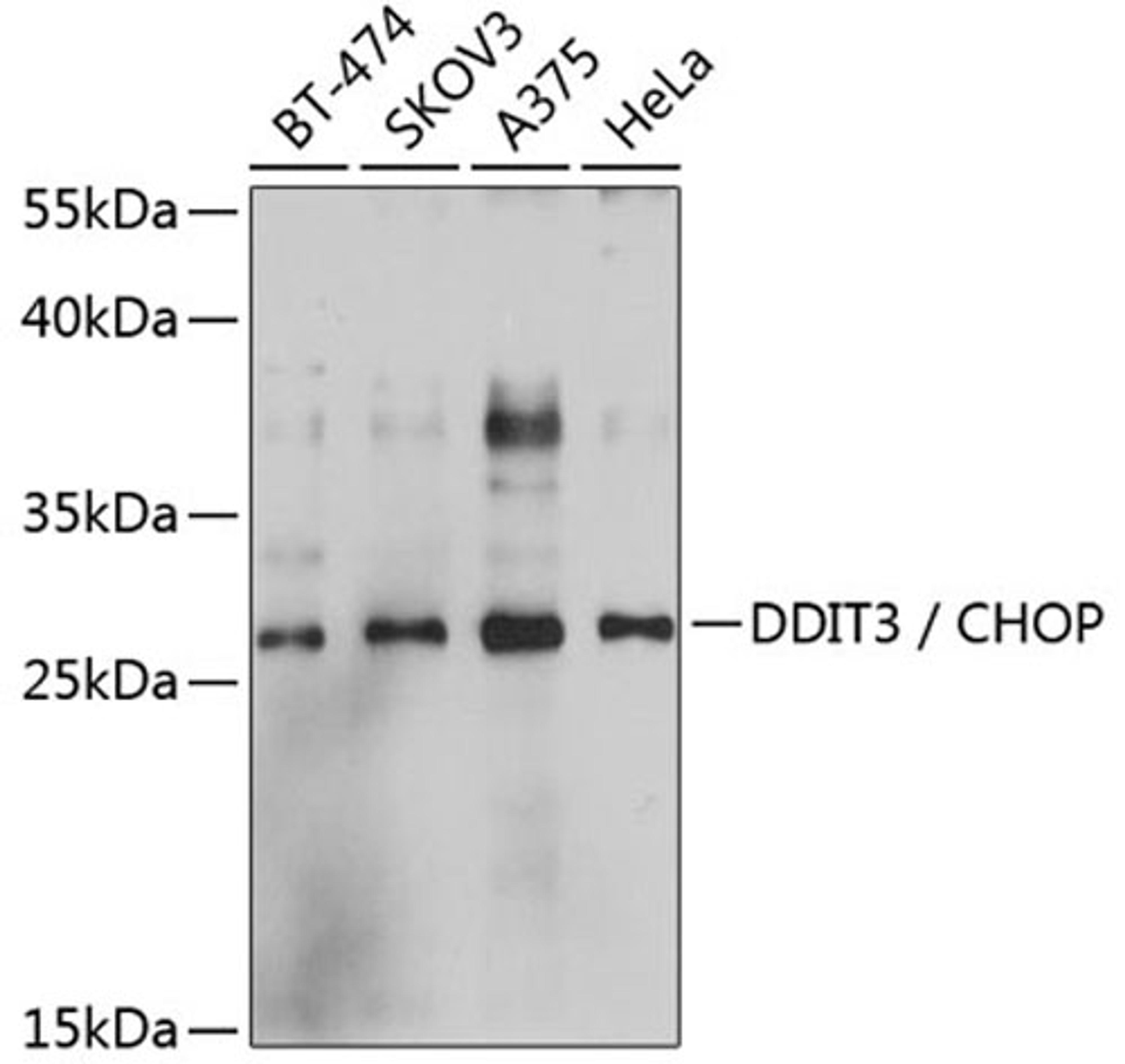 Western blot - DDIT3 antibody (A11346)