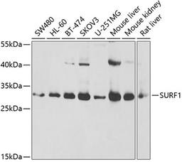 Western blot - SURF1 antibody (A6758)