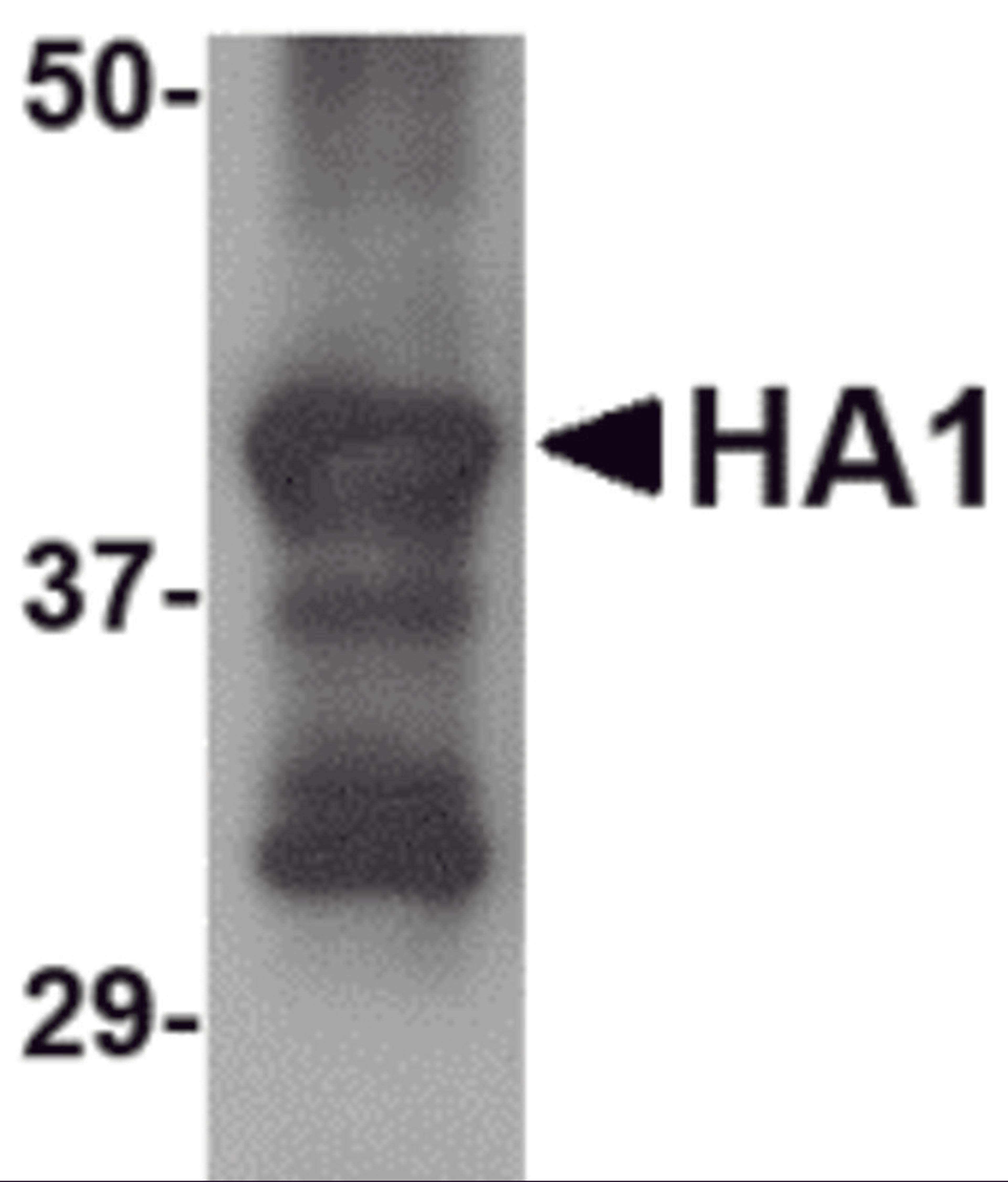 Western blot analysis of 25 ng of recombinant H5 HA1 with H5 HA1 antibody at 2.5 &#956;g/mL.