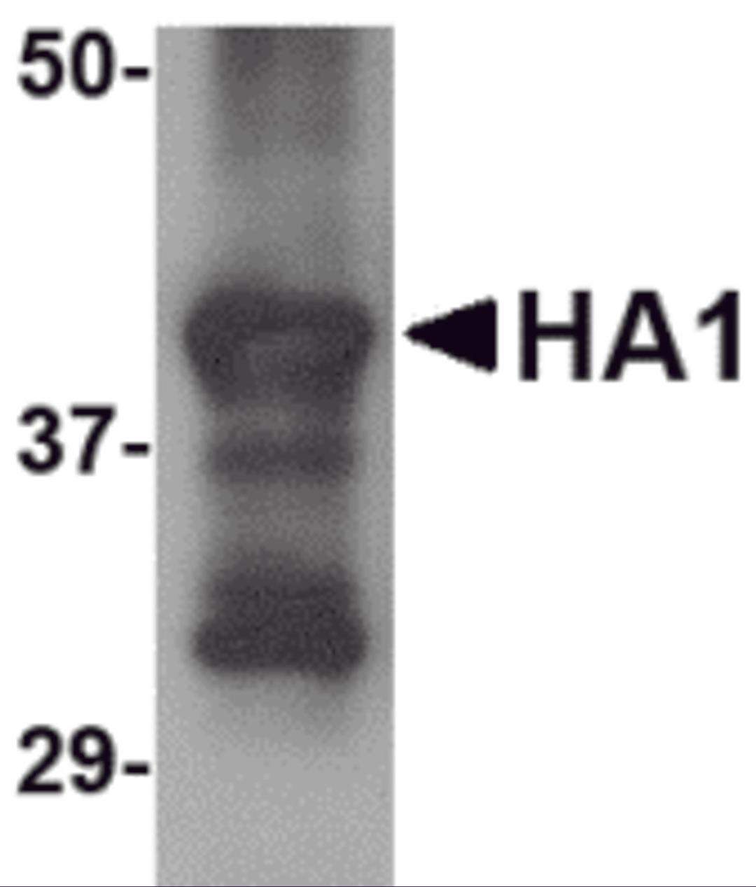 Western blot analysis of 25 ng of recombinant H5 HA1 with H5 HA1 antibody at 2.5 μg/mL.