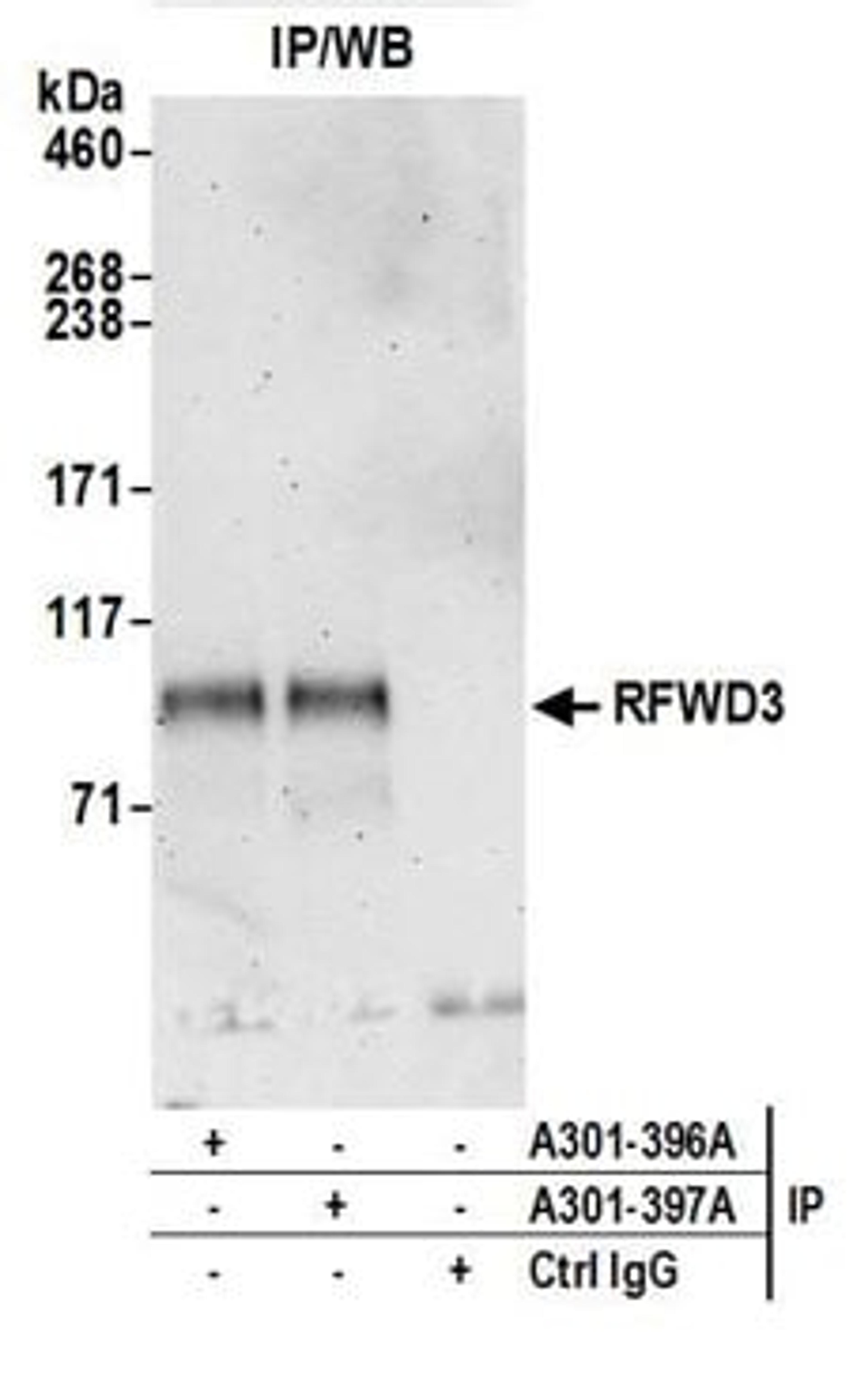 Detection of human RFWD3 by western blot of immunoprecipitates.