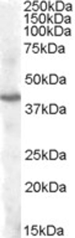 46-197 (1ug/ml) staining of Human Cerebellum lysate (35ug protein in RIPA buffer). Primary incubation was 1 hour. Detected by chemiluminescence.