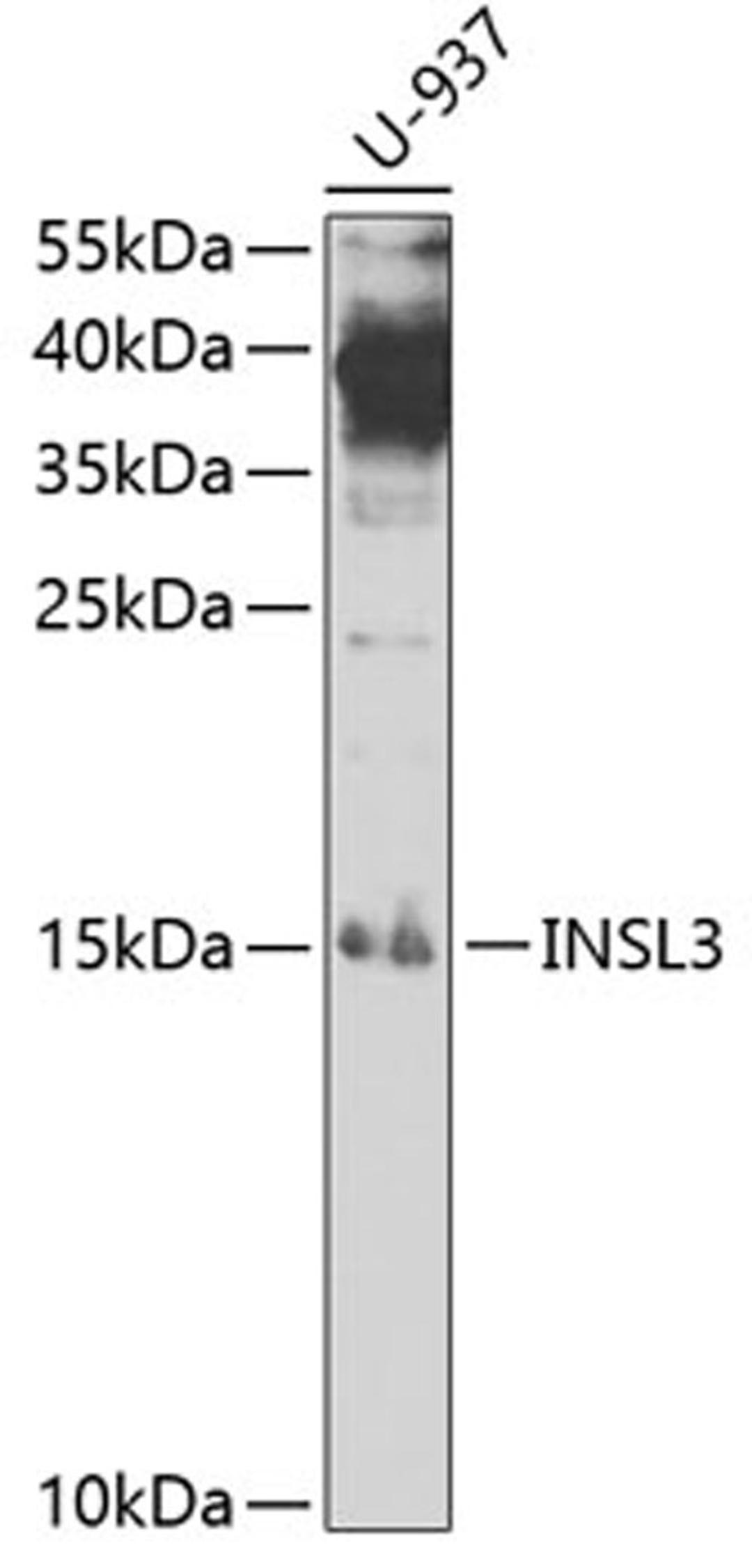 Western blot - INSL3 antibody (A5728)