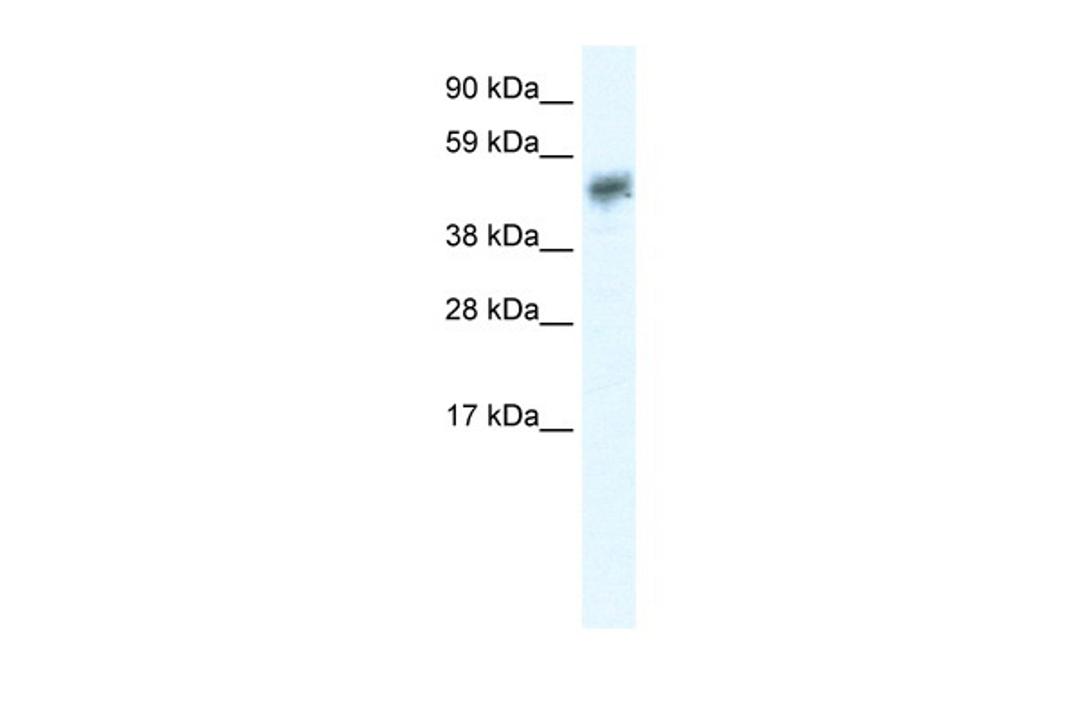 Antibody used in WB on Human Brain at 0.2-1 ug/ml.