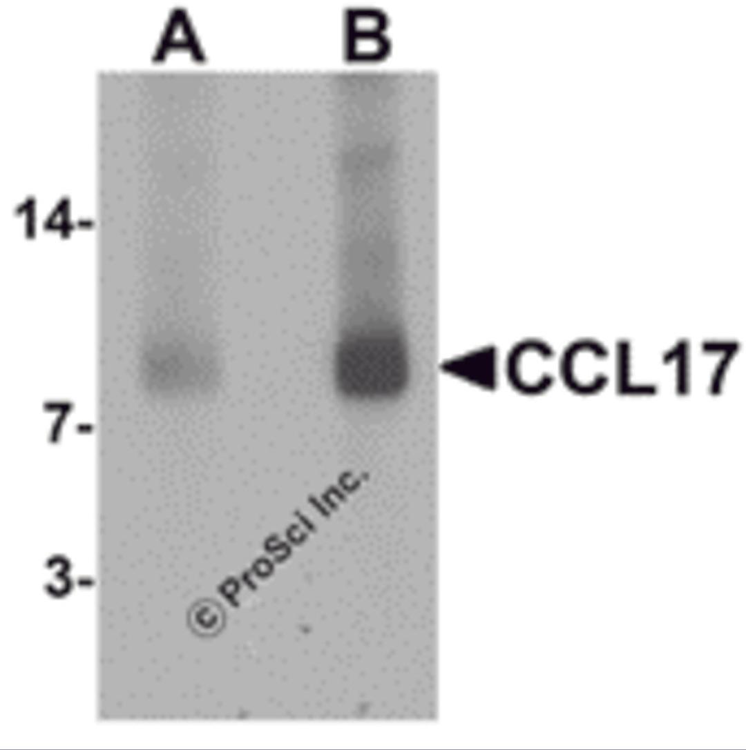 Western blot analysis of CCL17 in rat spleen tissue lysate with CCL17 antibody at (A) 1 and (B) 2 &#956;g/mL