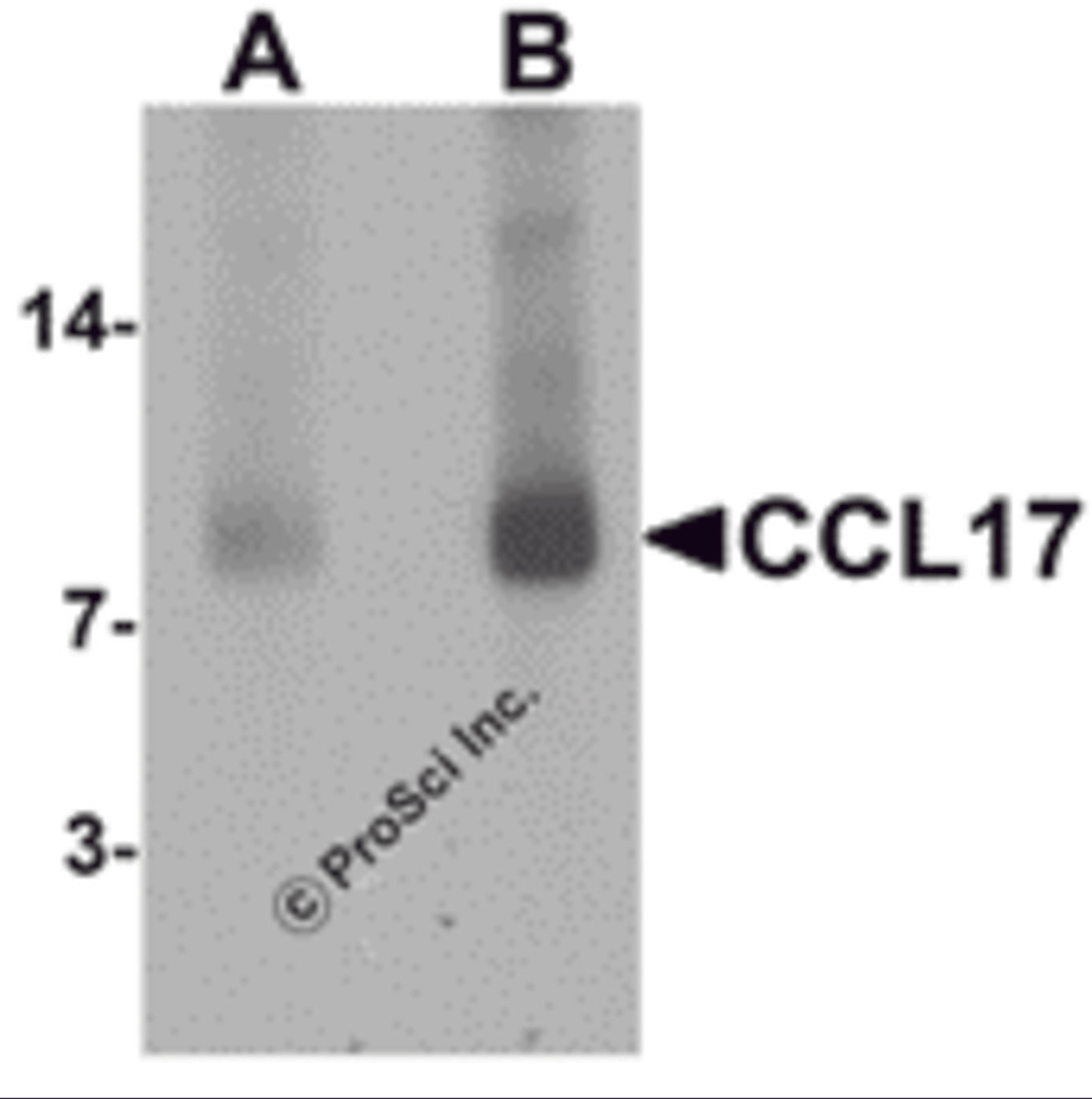 Western blot analysis of CCL17 in rat spleen tissue lysate with CCL17 antibody at (A) 1 and (B) 2 &#956;g/mL