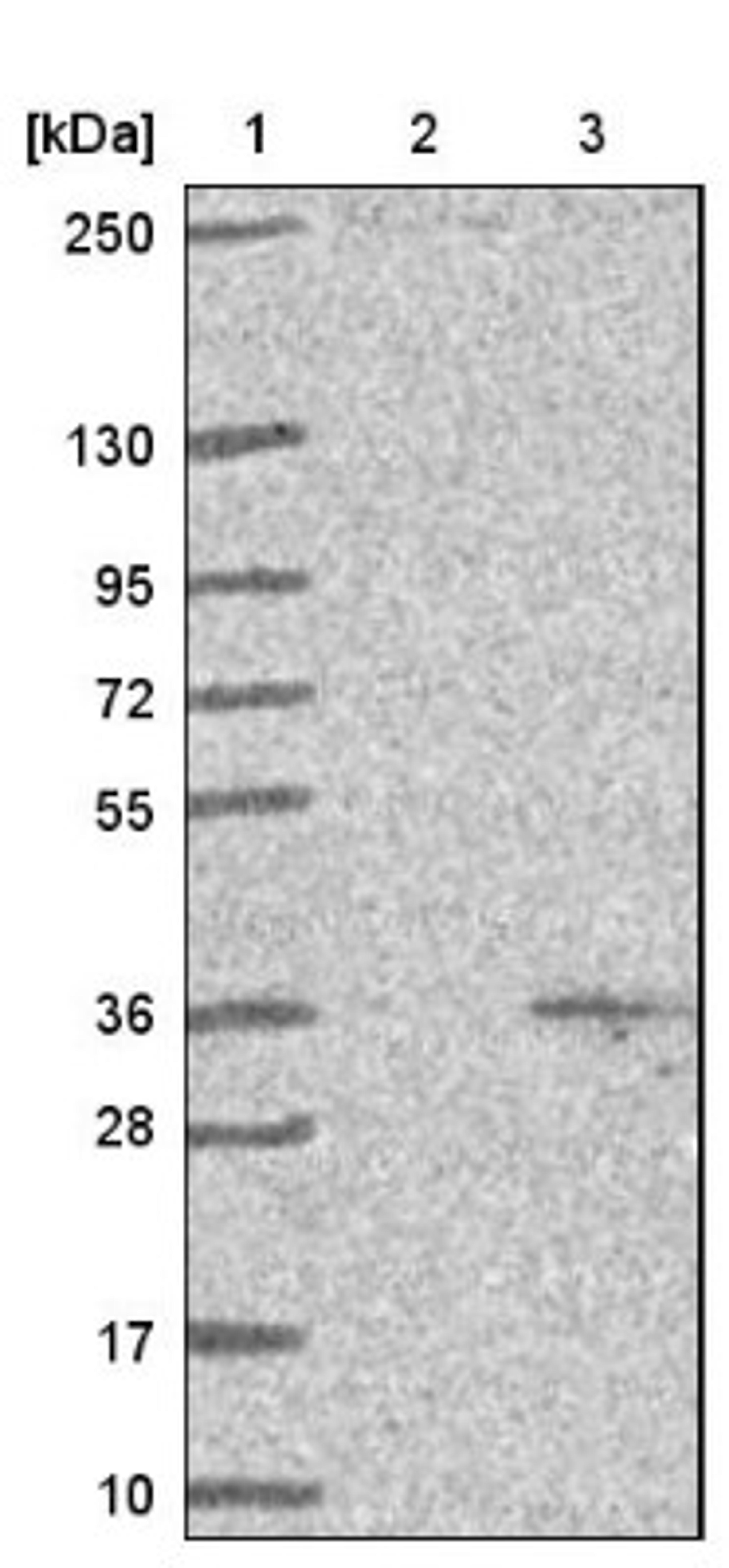 Western Blot: AMD1 Antibody [NBP1-87094] - Lane 1: Marker [kDa] 250, 130, 95, 72, 55, 36, 28, 17, 10<br/>Lane 2: Negative control (vector only transfected HEK293T lysate)<br/>Lane 3: Over-expression lysate (Co-expressed with a C-terminal myc-DDK tag (~3.1 kDa) in mammalian HEK293T cells, LY419830)