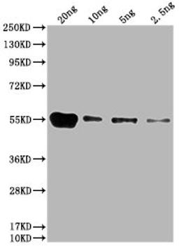 Western Blot. Positive WB detected in: HIS fusion protein 1 at 20ng, 10ng, 5ng, 2.5ng. All lanes: HIS antibody at 1:1000. Secondary. Goat polyclonal to mouse IgG at 1/50000 dilution. Predicted band size: 55 kDa. Observed band size: 55 kDa. 