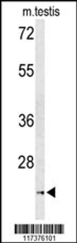 Western blot analysis of UNC119 Antibody in mouse testis tissue lysates (35ug/lane)