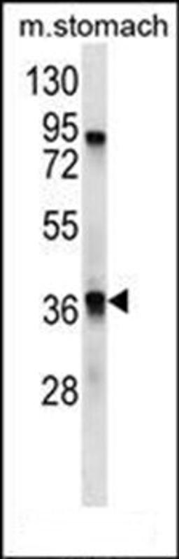 Western blot analysis of mouse stomach tissue lysates (35ug/lane) using TAAR9 antibody (C-term)