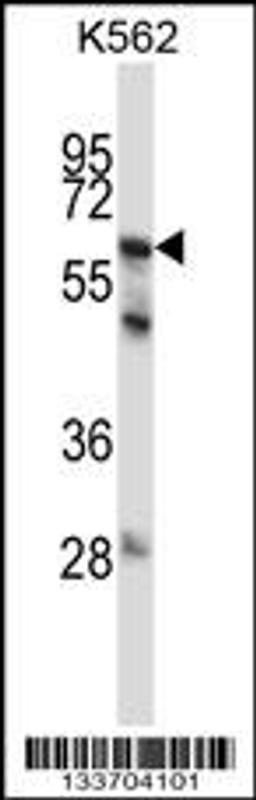 Western blot analysis in K562 cell line lysates (35ug/lane).