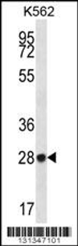 Western blot analysis in K562 cell line lysates (35ug/lane).