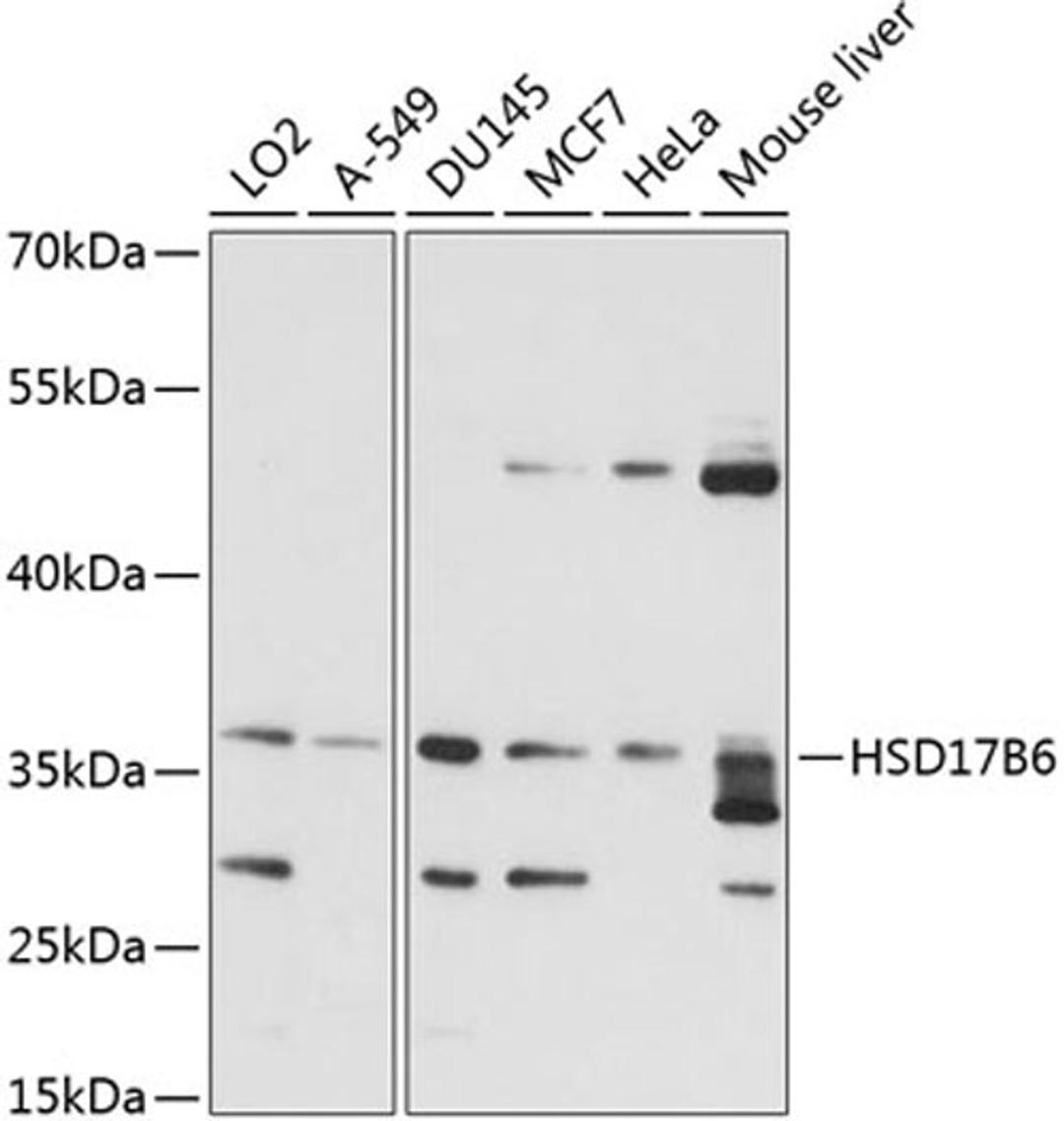 Western blot - HSD17B6 antibody (A14474)