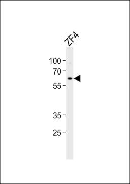 Western blot analysis of lysate from ZF4 cell line, using (DANRE) camk2d2 Antibody at 1:1000.