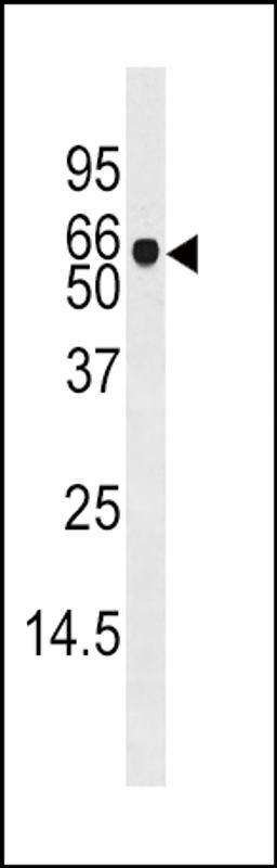 Western blot analysis of anti-ADK Pab in mouse liver tissue lysate (35ug/lane)