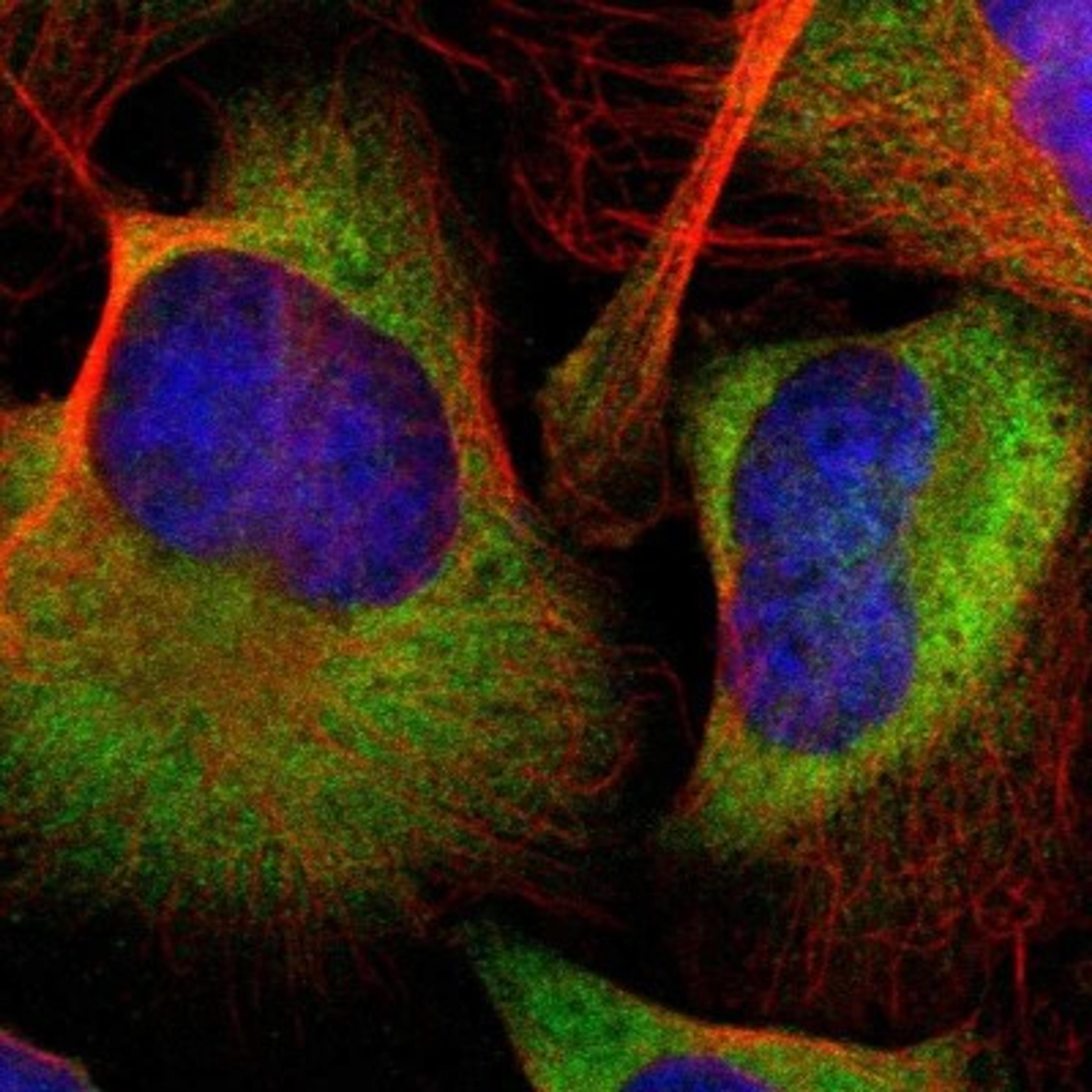 Immunocytochemistry/Immunofluorescence: FKBP25 Antibody [NBP1-87929] - Staining of human cell line U-2 OS shows positivity in cytoplasm.