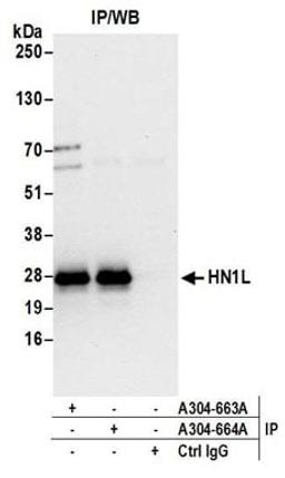 Detection of human HN1L by western blot of immunoprecipitates.