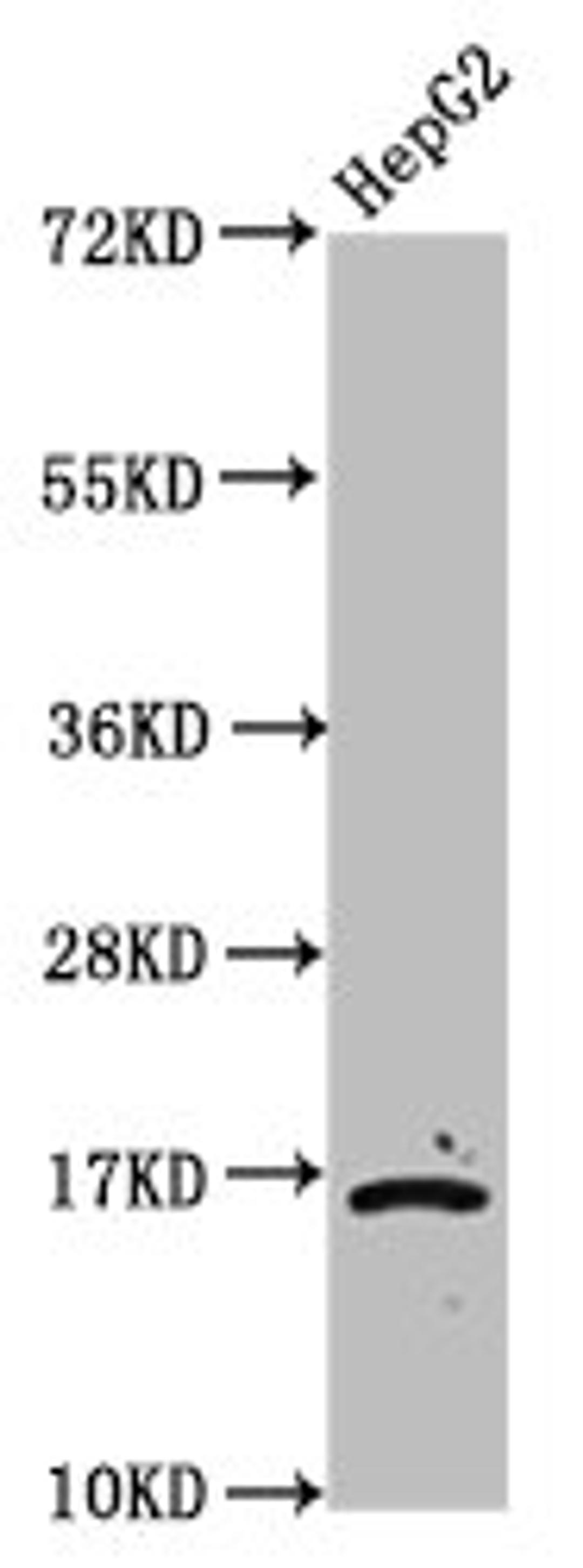 Western Blot. Positive WB detected in: HepG2 whole cell lysate (treated by 30mM sodium butyrate for 4h). All lanes: HIST1H3A antibody at 2.2µg/ml. Secondary. Goat polyclonal to rabbit IgG at 1/50000 dilution. Predicted band size: 16 kDa. Observed band size: 16 kDa