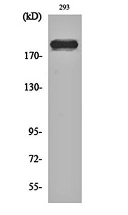 Western blot analysis of 293 cell lysates using Dio-1 antibody