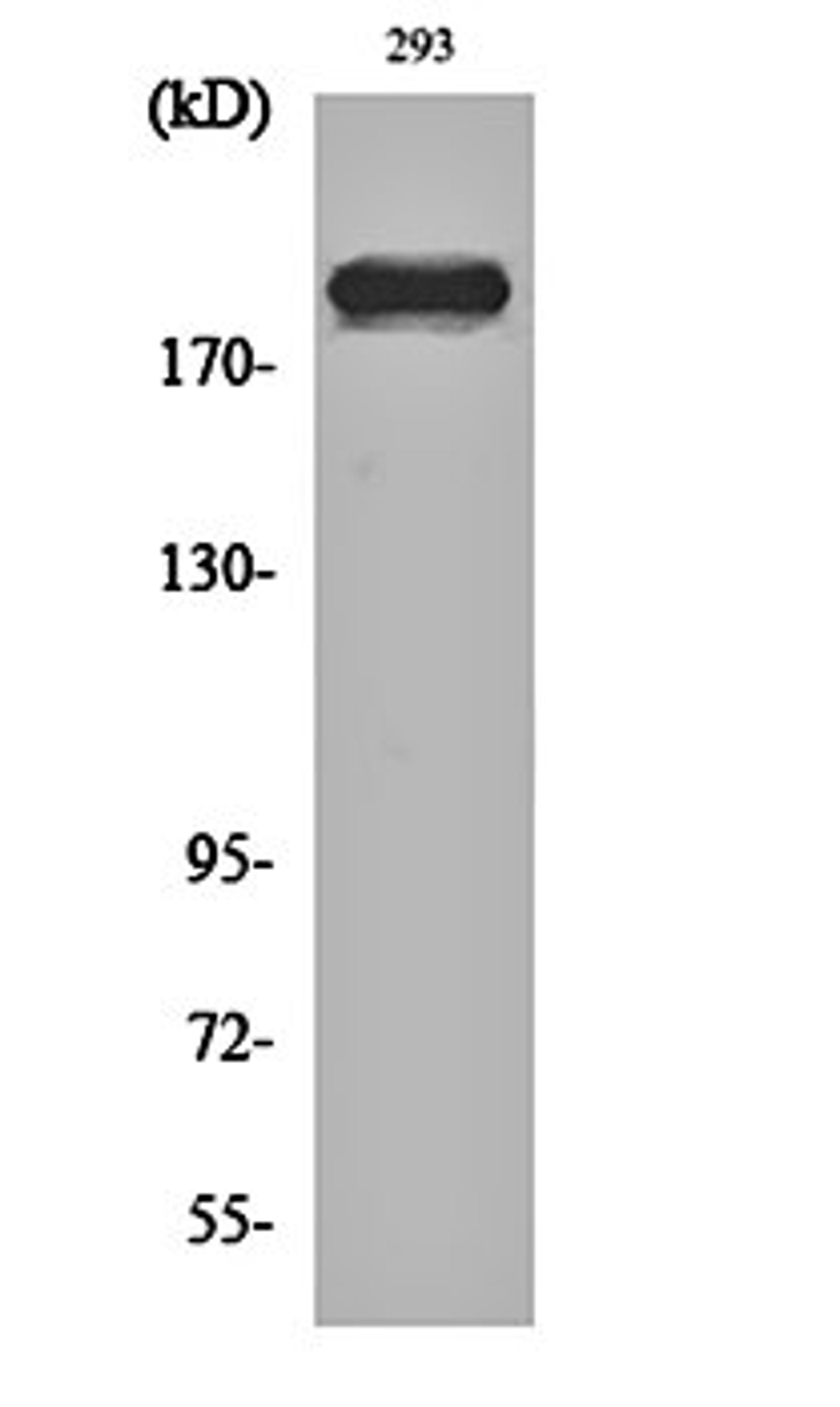 Western blot analysis of 293 cell lysates using Dio-1 antibody