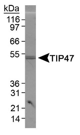 Western Blot: TIP47 Antibody [NB110-40764] - Detection of TIP47 in 3T3 L1 lysate.