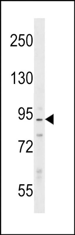 Western blot analysis in Ramos cell line lysates (35ug/lane).