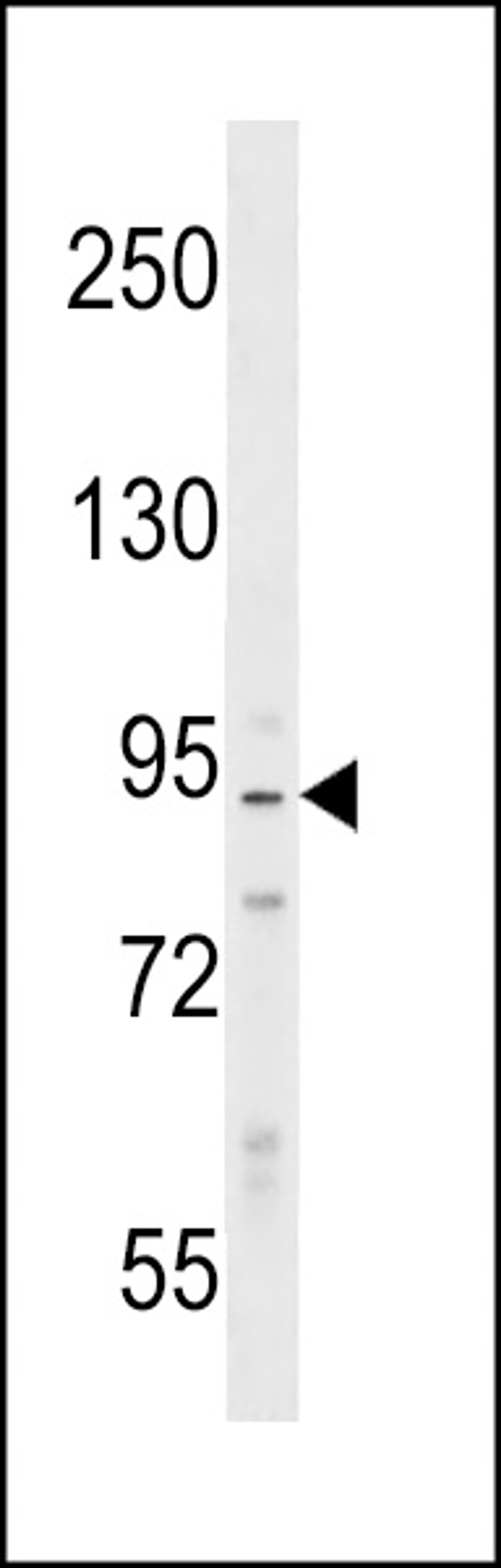 Western blot analysis in Ramos cell line lysates (35ug/lane).